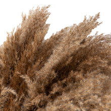 Load image into Gallery viewer, 50 Pcs Pampas Grass 30cm Dried Pompous Grass Pompass Branches
